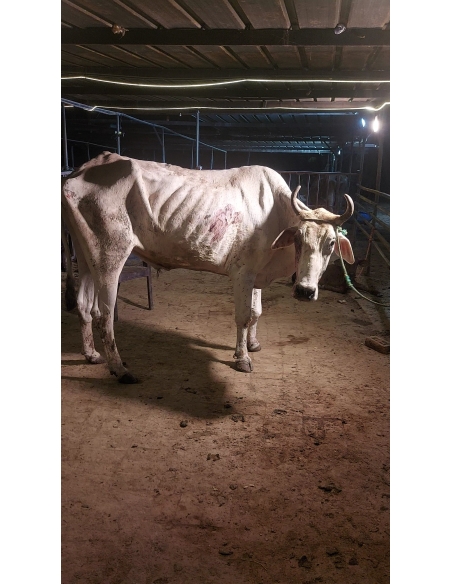 Mahadev Nandi Rescued – Hit & Run Accident, NH24 Delhi