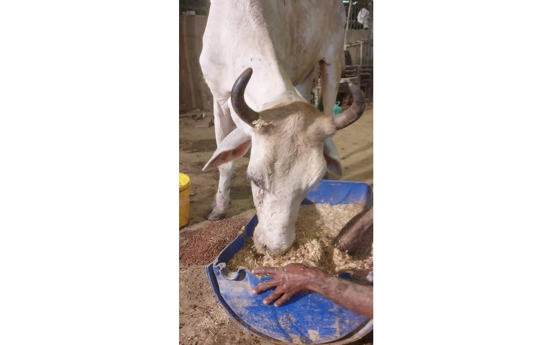 Mahadev Nandi Rescued – Hit & Run...