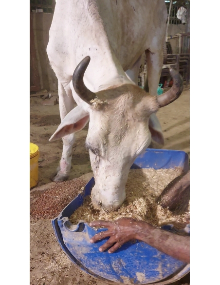 Mahadev Nandi Rescued – Hit & Run Accident, NH24 Delhi