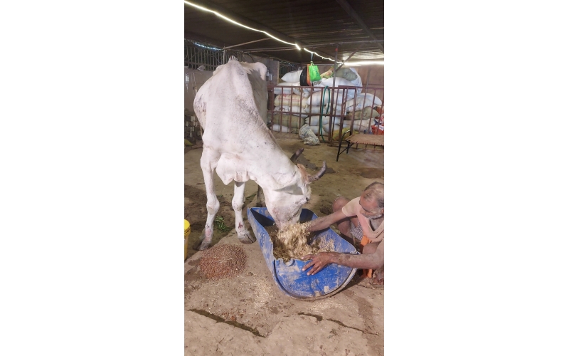 Mahadev Nandi Rescued – Hit & Run...