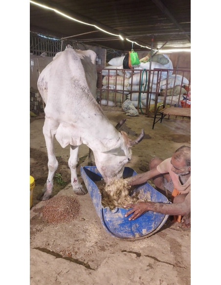 Mahadev Nandi Rescued – Hit & Run Accident, NH24 Delhi