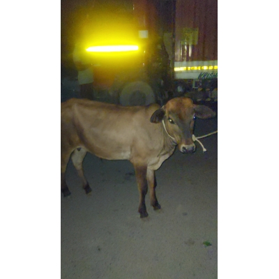 Orphaned Gaumata Baby...