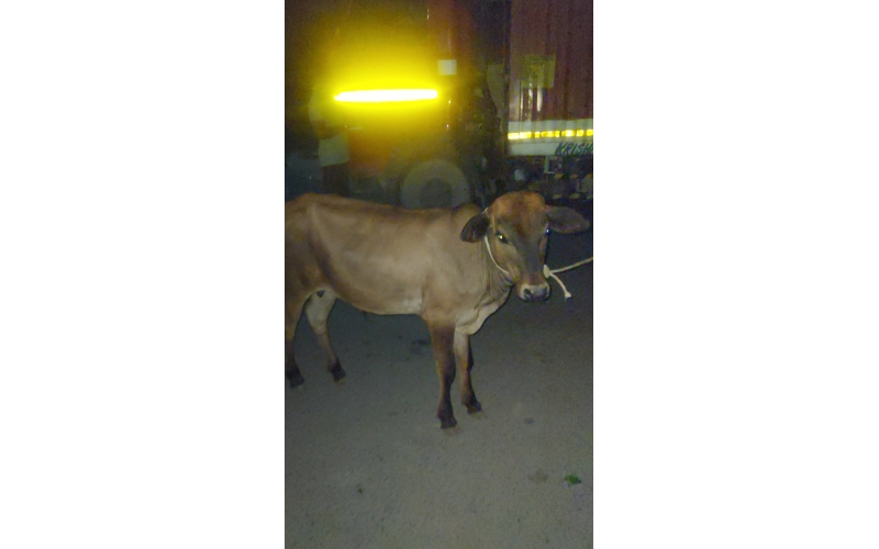Orphaned Gaumata Baby Rescued –...