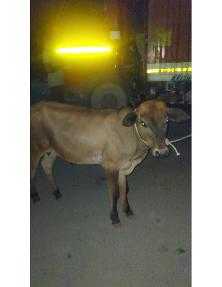 Orphaned Gaumata Baby Rescued – Sector 58 Noida