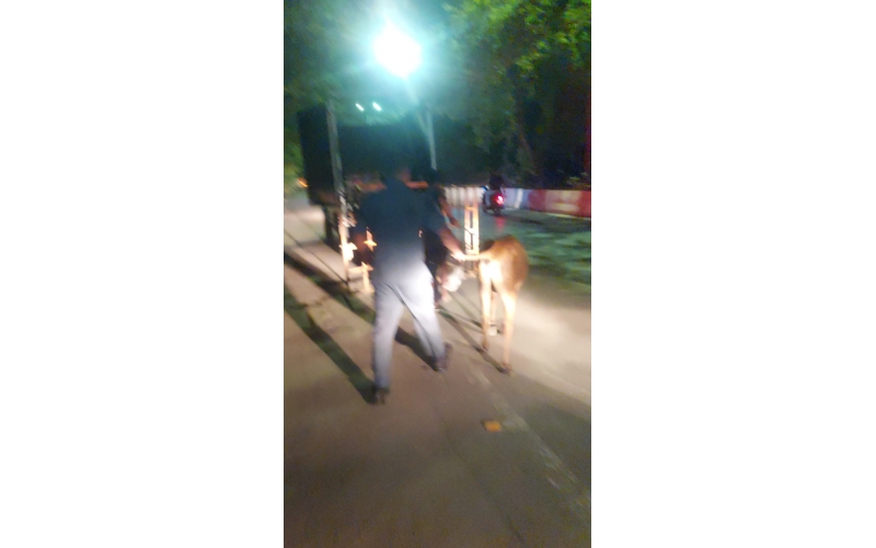 Orphaned Gaumata Baby Rescued –...