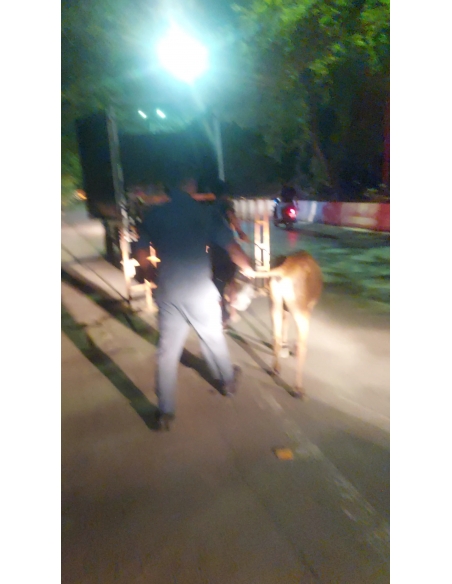 Orphaned Gaumata Baby Rescued – Sector 58 Noida