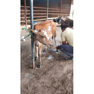 Baby Cow Healed & Released...
