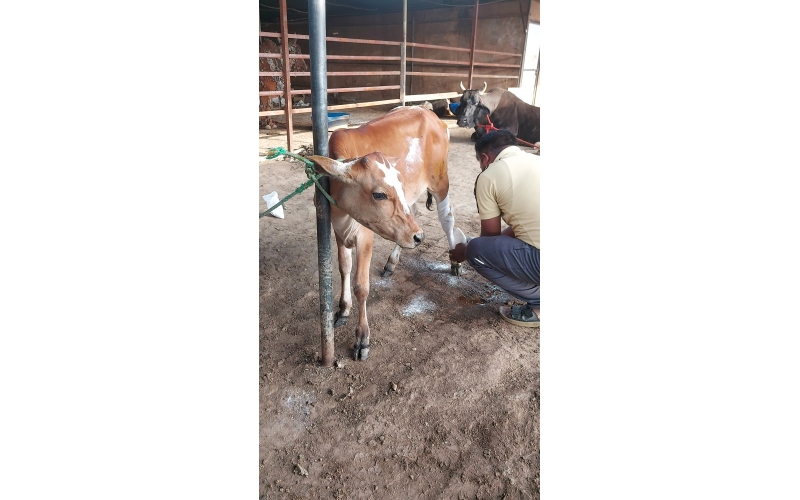 Baby Cow Healed & Released – Khora,...