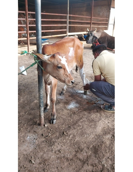 Baby Cow Healed & Released – Khora, Ghaziabad