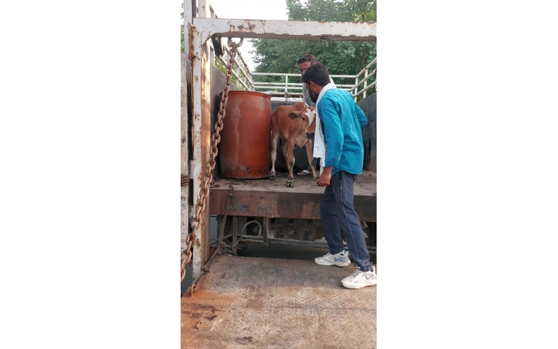 Baby Cow Healed & Released – Khora,...