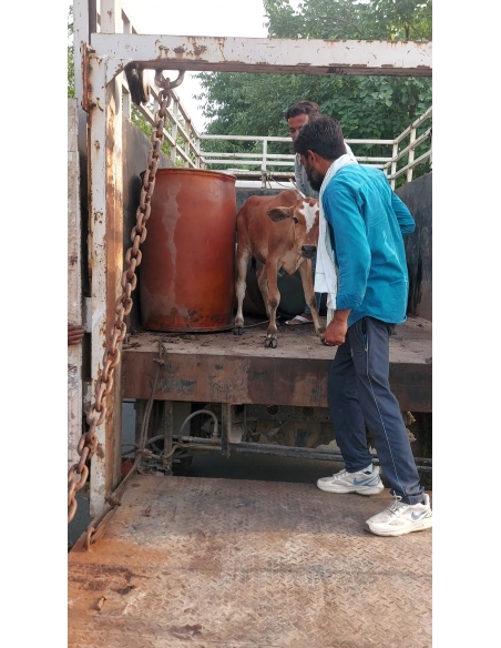 Baby Cow Healed & Released – Khora, Ghaziabad