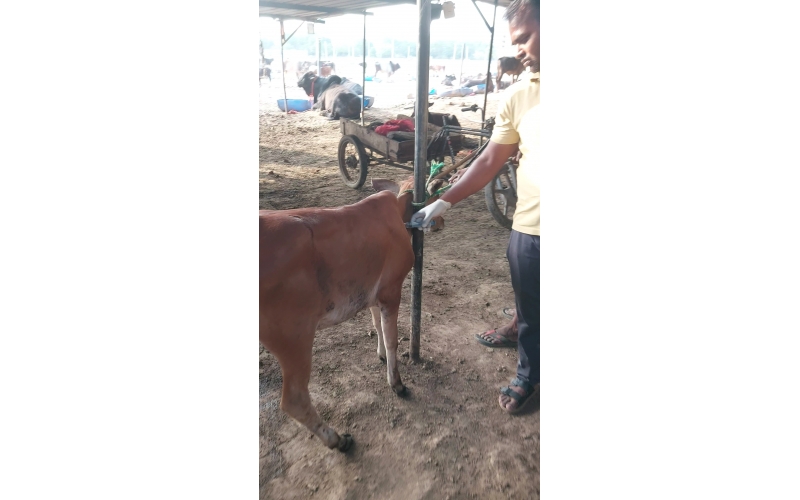 Baby Cow Healed & Released – Khora,...