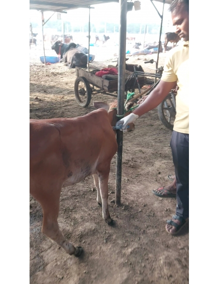 Baby Cow Healed & Released – Khora, Ghaziabad