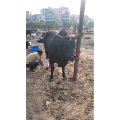 Mahadev Nandi Leg Injured –...