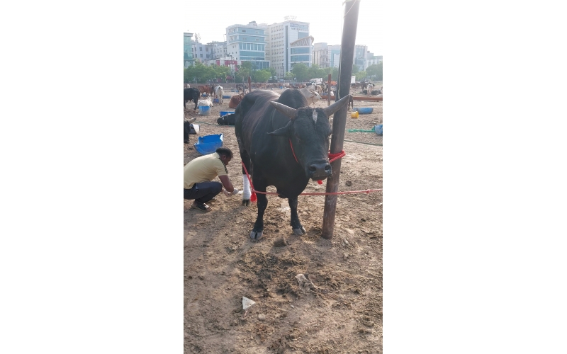 Mahadev Nandi Leg Injured – Chajarsi...