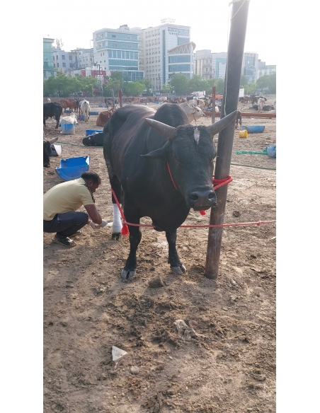 Mahadev Nandi Leg Injured – Chajarsi Colony, Sector 63 Noida