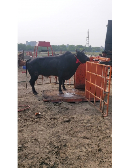 Mahadev Nandi Leg Injured – Chajarsi Colony, Sector 63 Noida