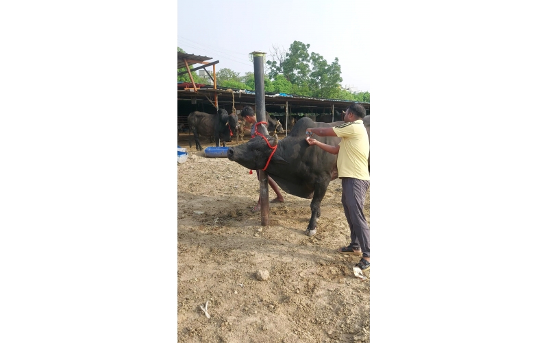 Mahadev Nandi Leg Injured – Chajarsi...