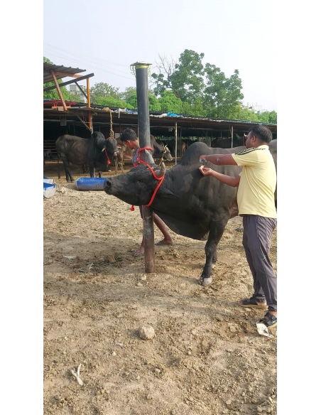 Mahadev Nandi Leg Injured – Chajarsi Colony, Sector 63 Noida
