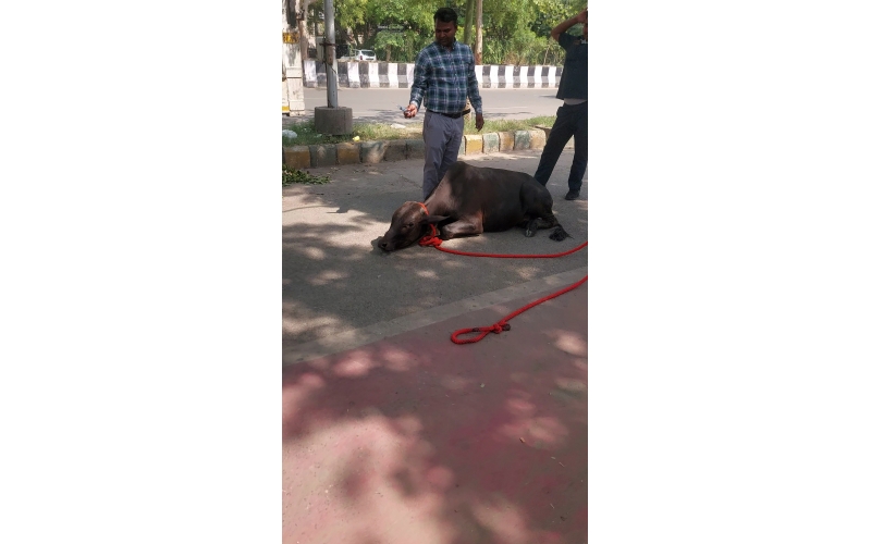 Baby Gaumata Rescued – Leg Injury, Delhi
