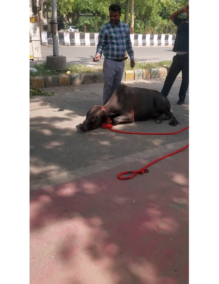 Baby Gaumata Rescued – Leg Injury, Delhi