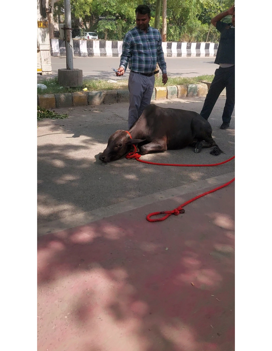                 Baby Gaumata Rescued – Leg Injury, Delhi
             