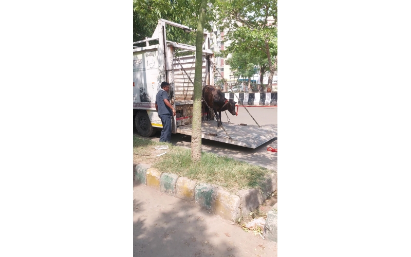 Baby Gaumata Rescued – Leg Injury, Delhi