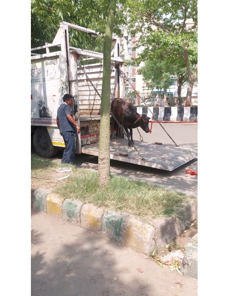 Baby Gaumata Rescued – Leg Injury, Delhi