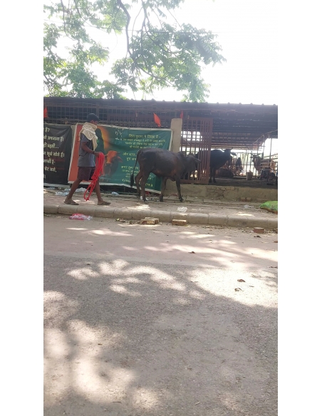 Baby Gaumata Rescued – Leg Injury, Delhi