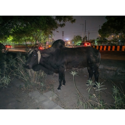 Mahadev Nandi Rescued –...