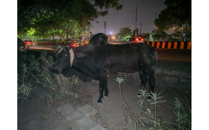 Mahadev Nandi Rescued – Infected Pus...