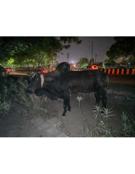 Mahadev Nandi Rescued – Infected Pus Wound, Sector 105 Noida
