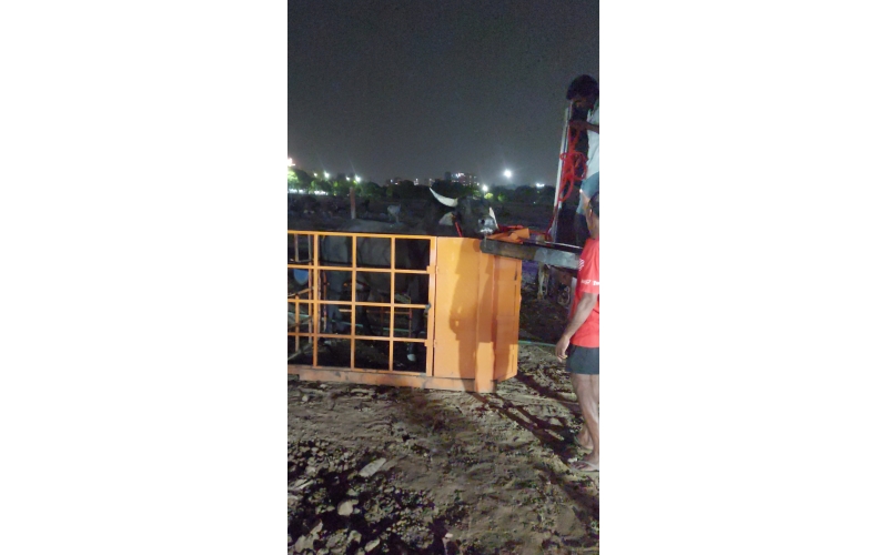 Mahadev Nandi Rescued – Infected Pus...