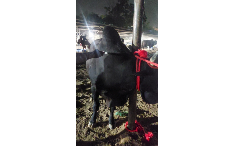 Mahadev Nandi Rescued – Infected Pus...