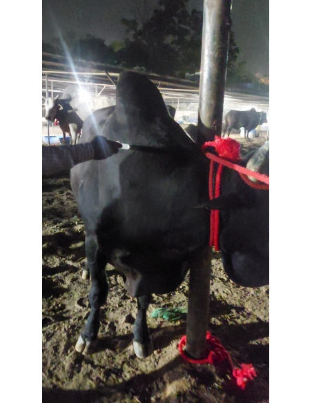 Mahadev Nandi Rescued – Infected Pus Wound, Sector 105 Noida