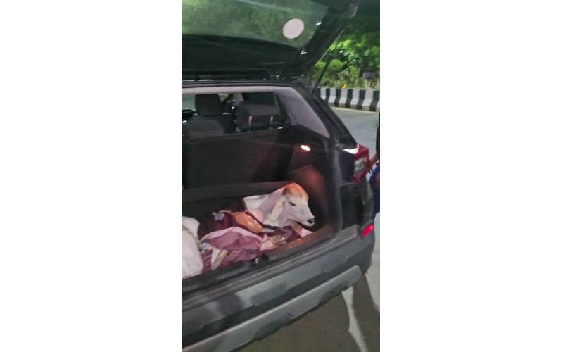 Orphaned Baby Gaumata Rescued – 1...
