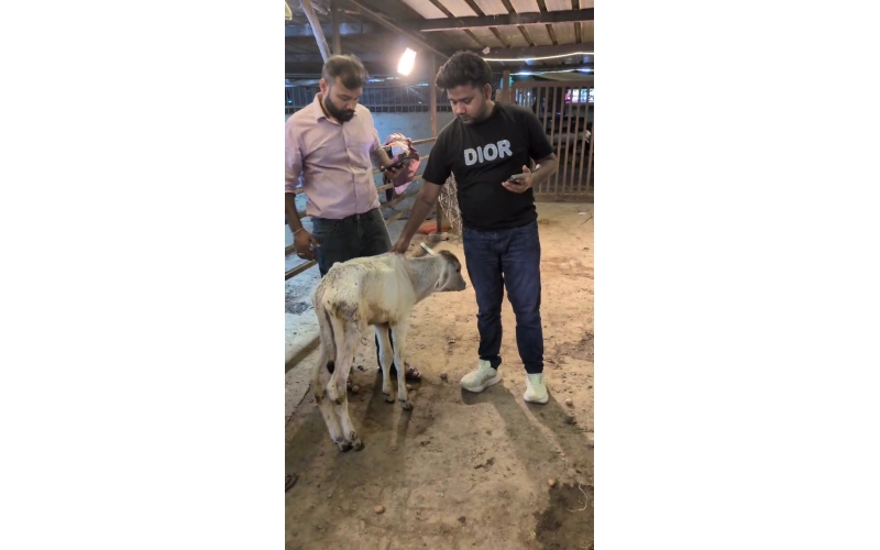 Orphaned Baby Gaumata Rescued – 1...