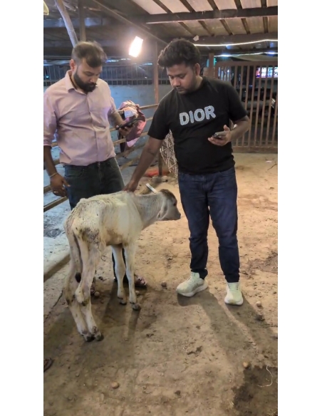 Orphaned Baby Gaumata Rescued – 1 Month Old, Ganesh Nagar Delhi