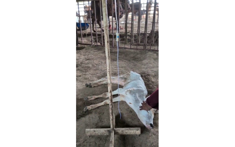 Orphaned Baby Gaumata Rescued – 1...