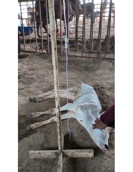 Orphaned Baby Gaumata Rescued – 1 Month Old, Ganesh Nagar Delhi