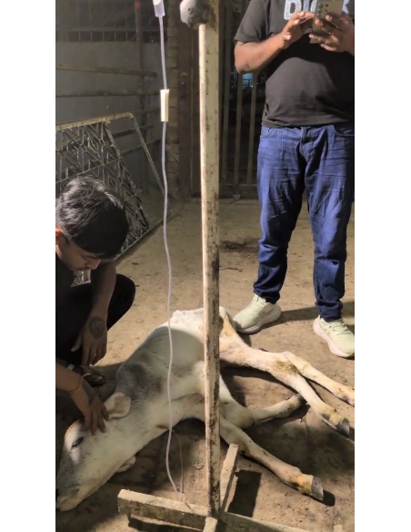 Orphaned Baby Gaumata Rescued – 1 Month Old, Ganesh Nagar Delhi