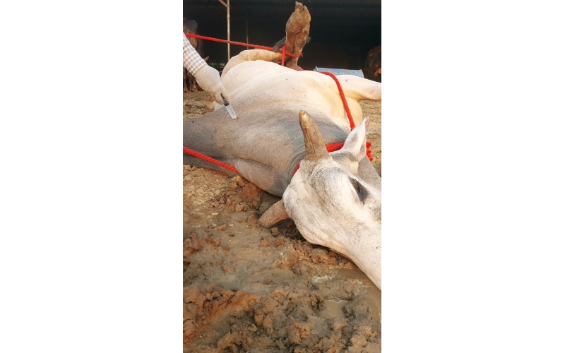 Mahadev Nandi ICU Surgery – Severe...