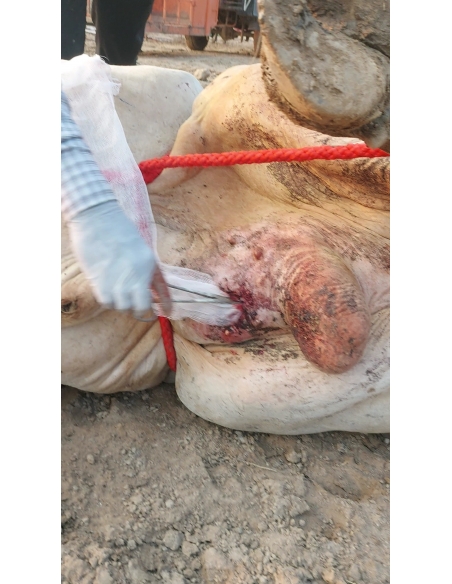 Mahadev Nandi ICU Surgery – Severe Wound, Barola, Sector 49 Noida