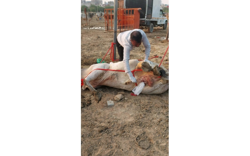 Mahadev Nandi ICU Surgery – Severe...