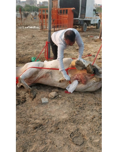 Mahadev Nandi ICU Surgery – Severe Wound, Barola, Sector 49 Noida