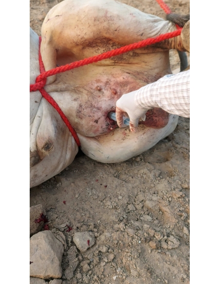 Mahadev Nandi ICU Surgery – Severe Wound, Barola, Sector 49 Noida
