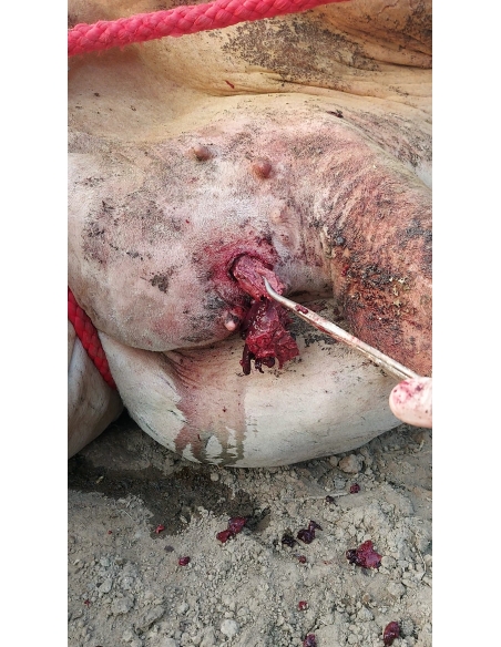 Mahadev Nandi ICU Surgery – Severe Wound, Barola, Sector 49 Noida