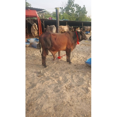 Mahadev Nandi Injured –...