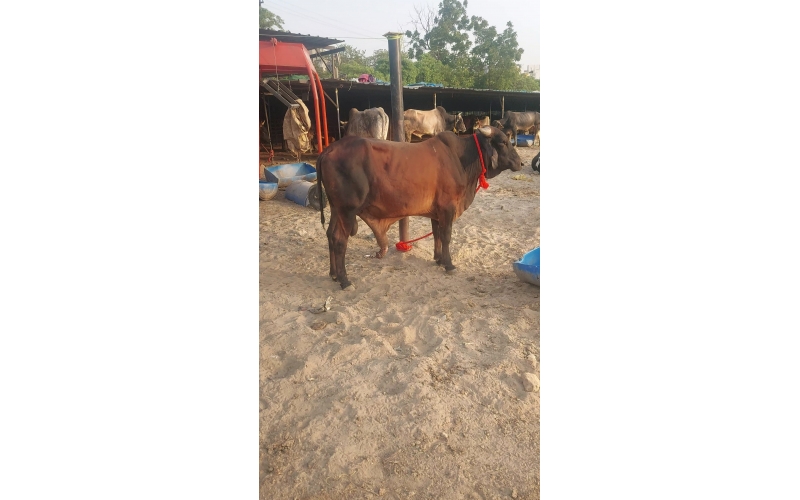 Mahadev Nandi Injured – Genital...