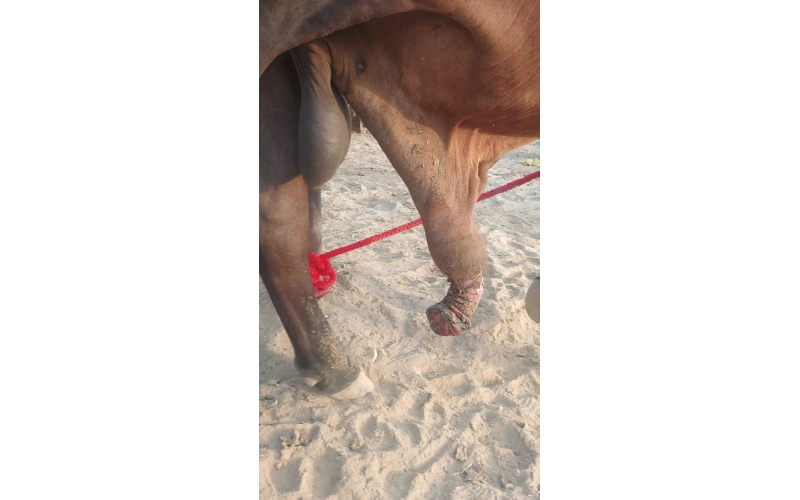 Mahadev Nandi Injured – Genital...